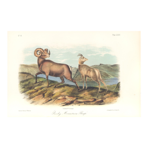 1851 Audubon Quadruped Octavo Lithograph "Plate 73 Rocky Mountain Sheep"