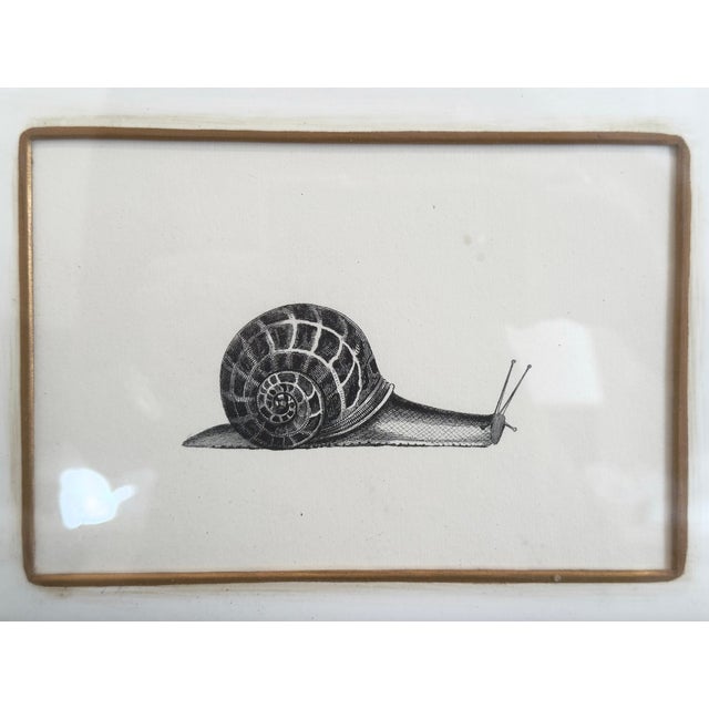 Early 20th Century Set of Bee & Snail Framed Prints by Portfolio Collection of England - Set of 2 For Sale - Image 6 of 6
