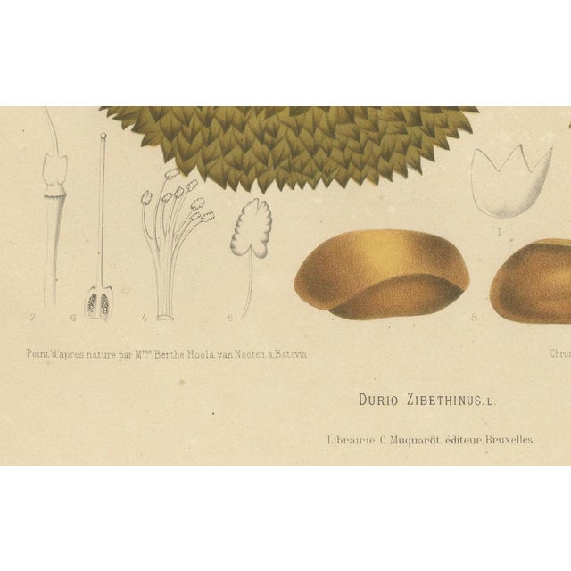 Sheep van Nooten, Durian Botanical, 1880, Chromolithograph For Sale - Image 3 of 10