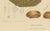 Sheep van Nooten, Durian Botanical, 1880, Chromolithograph For Sale - Image 3 of 10