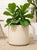A charming vintage planter with a clean cylindrical silhouette and a soft blush pink finish. Its simple rounded form and...