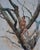 Where You'll Find Me by Jaclyn Alderete | Oil on Board Girl sitting on a tree branch. For Sale