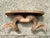 Tan Vintage Faux Ram’s Horn Bracket For Sale - Image 8 of 18