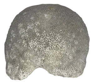 Massive Piece of Brain Coral from North River Museum in City Island, NY