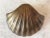 Brass 1970s Brass Clam Shell Door Knocker For Sale - Image 8 of 15