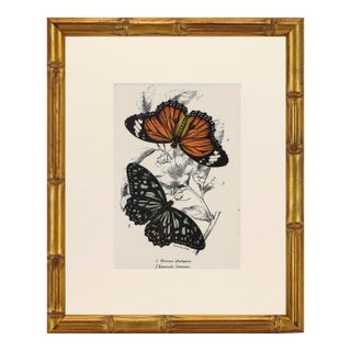 19th Century Antique English Butterfly Print 1897 For Sale