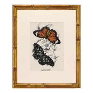 19th Century Antique English Butterfly Print 1897