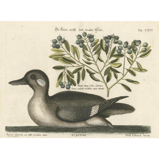 Small Brown and White Duck with Botanical Detail, 1770, Paper For Sale - Image 5 of 6