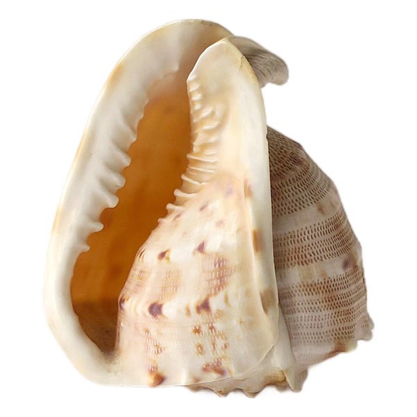 Seashell Natural Tonna Galea, Circa 20th Century For Sale