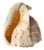 Seashell Natural Tonna Galea, Circa 20th Century For Sale