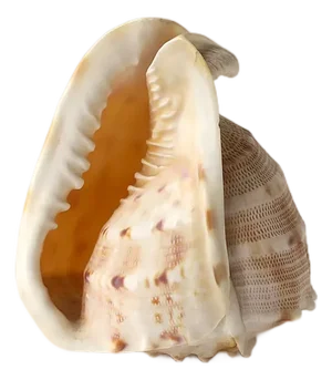 Seashell Natural Tonna Galea, Circa 20th Century
