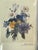 Traditional Vintage Botanical Print Bouquet Anemones P.FRedoute For Sale - Image 3 of 4