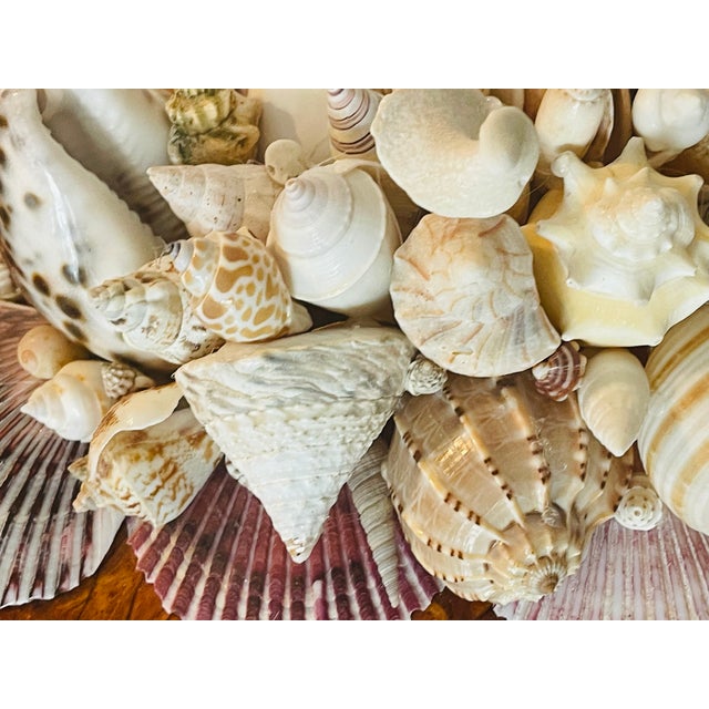 1970s Large Impressive Sra Shell Encrusted Humidor Wood Box For Sale - Image 4 of 5