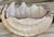 Pottery Barn Pottery Barn Under the Sea Clam Chowder Bowl For Sale - Image 4 of 16