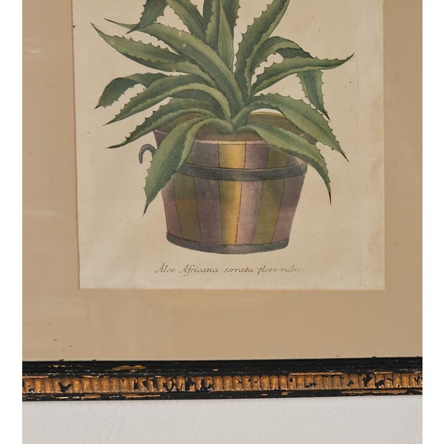 Set of Four Botanicals, 19th Century or Earlier For Sale - Image 17 of 18
