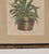 Set of Four Botanicals, 19th Century or Earlier For Sale - Image 17 of 18
