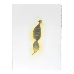 "Botanica III" - Gum Dichromate Print by S. Howard