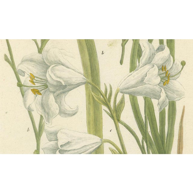 Johann Weinmann, Lily, 1748, Hand-Colored Print For Sale - Image 4 of 6
