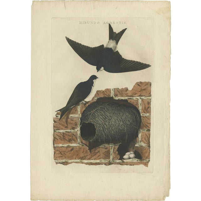 Late 18th Century Sepp & Nozeman, Bird Illustration of the Barn Swallow, 1770, Print For Sale - Image 5 of 5