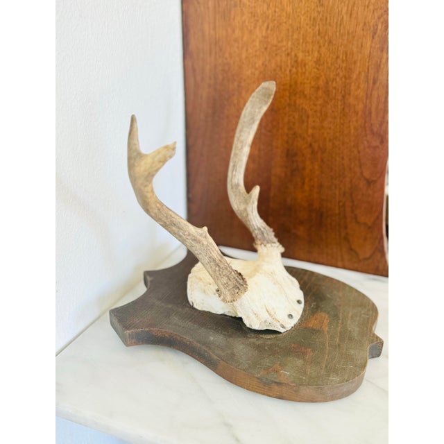 Bone Vintage Mounted Deer Antler Trophy For Sale - Image 7 of 8