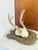 Bone Vintage Mounted Deer Antler Trophy For Sale - Image 7 of 8