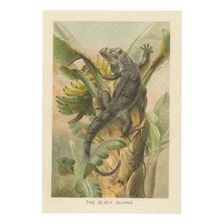 P. J. Smit, The Black Iguana on Banana Tree, 1895, Color Lithograph For Sale
