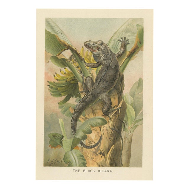P. J. Smit, The Black Iguana on Banana Tree, 1895, Color Lithograph For Sale