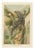 P. J. Smit, The Black Iguana on Banana Tree, 1895, Color Lithograph For Sale