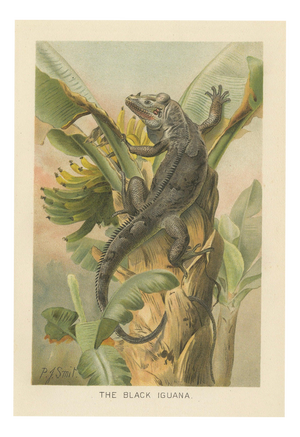 P. J. Smit, The Black Iguana on Banana Tree, 1895, Color Lithograph
