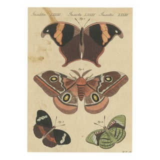 Bertuch, Exotic Butterflies and Saturniid Moth, 1815, Print For Sale