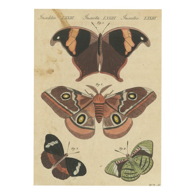Bertuch, Exotic Butterflies and Saturniid Moth, 1815, Print For Sale