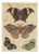 Bertuch, Exotic Butterflies and Saturniid Moth, 1815, Print For Sale