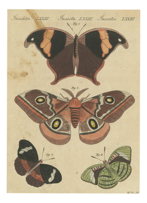 Bertuch, Exotic Butterflies and Saturniid Moth, 1815, Print