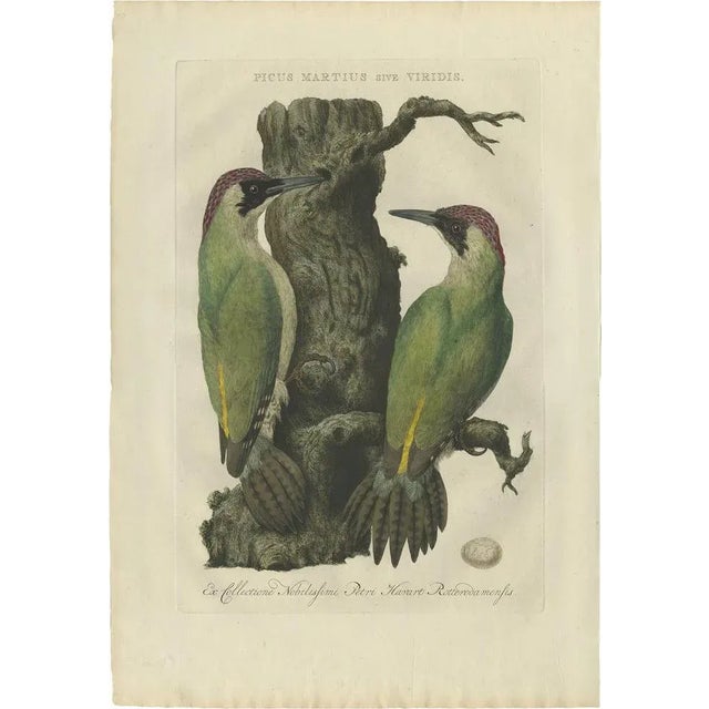 Late 18th Century Sepp & Nozeman, Bird Illustration of the Green Woodpecker, 1770, Print For Sale - Image 5 of 5