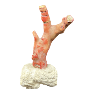 Red Coral Branch on Stand, Mid-20th Century