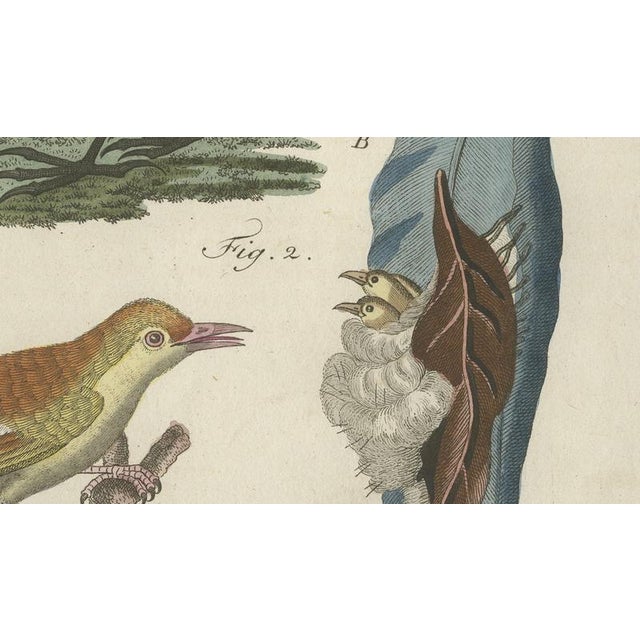 Late 18th Century Bertuch, Lyrebird & Tailorbird, 1797, Engraving For Sale - Image 5 of 9