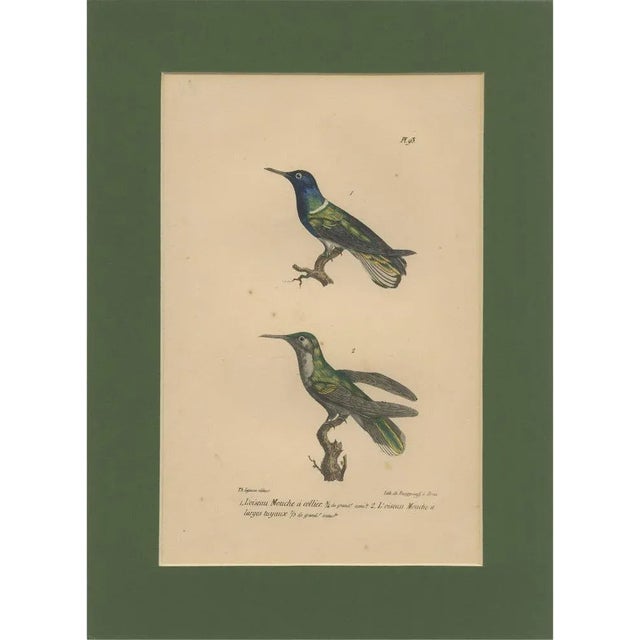 Louis-Aimé Martin Beau, Hummingbird, Hand-Coloured Engraving with Gold Highlights, 1835 For Sale - Image 10 of 10