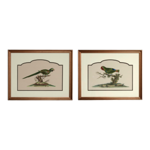 Vintage Pair of Ink and Watercolor Parrot Paintings