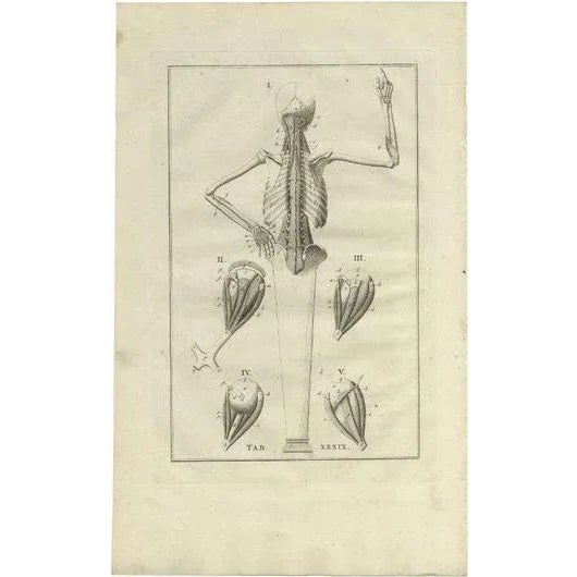 Bartolomeo Eustachi, Anatomy Illustration of the Muscular System, 1798, Print For Sale - Image 6 of 6