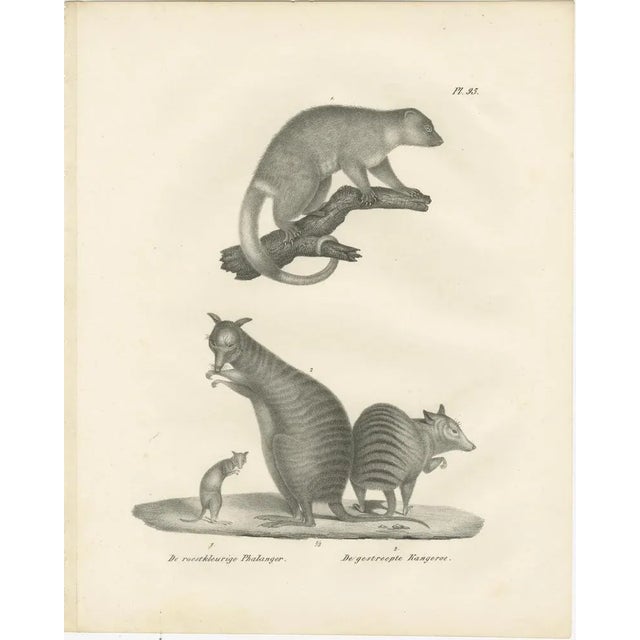 C.C. G. Zool., Rust-Colored Phalanger and Striped Kangaroo, 1836, Lithograph For Sale - Image 6 of 10
