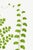 Not Yet Made - Made To Order Fern Art Print – Antique Maidenhair Botanical Illustration, 40" X 60" For Sale - Image 5 of 8