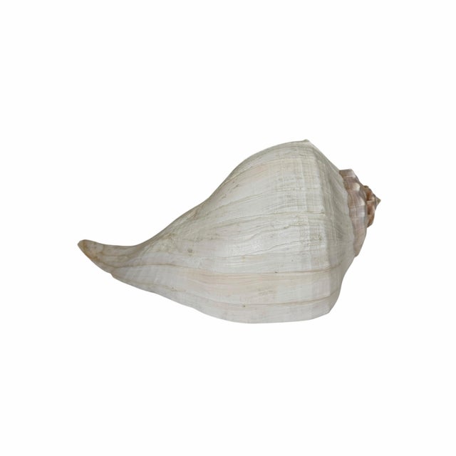 Shell Vintage Large Lightning Welk Shell For Sale - Image 7 of 8