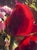 December Rose Opening by Bruce A Gómez | Pastel of a red rose bud with green leaves For Sale