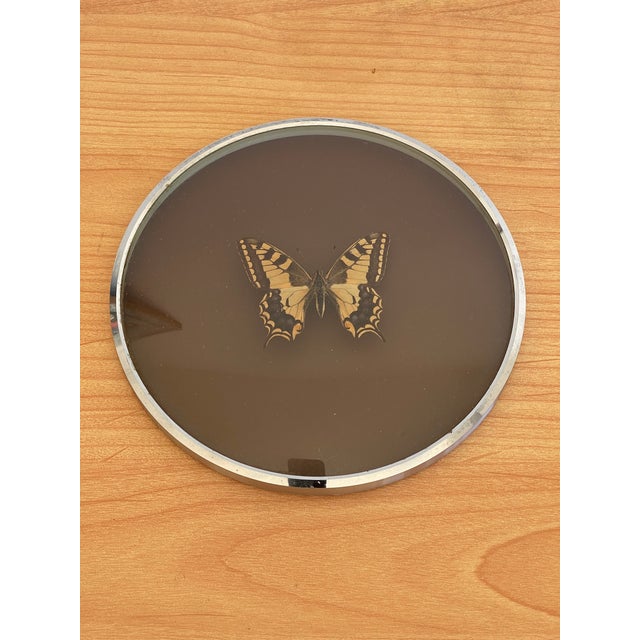 Vintage butterfly specimen in a round convex frame.