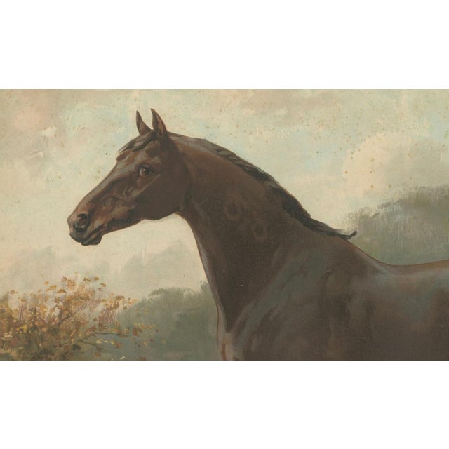 After Eerelman, Oldenburg Horse, 1898, Lithograph For Sale - Image 5 of 9
