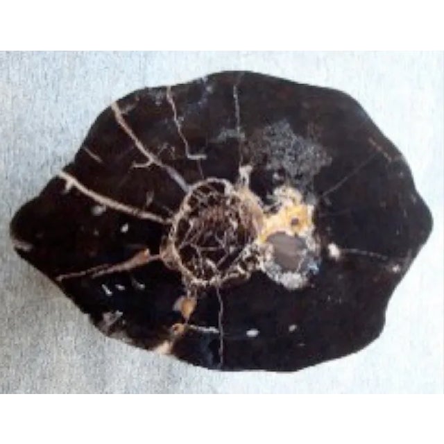 Modern Organic Petrified Wood Stump #124 (Rosewood) - Supellex For Sale - Image 3 of 4