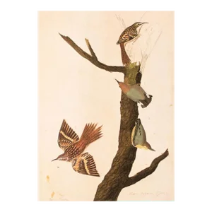 1966 Vintage Cottage Print "Californian Nuthatch & Brown Creeper" After John James Audubon