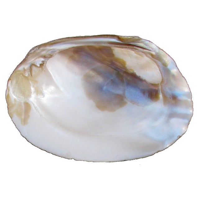 Contemporary Antique Natural Iridescent Abalone Seashell Bowls- Set of 5 For Sale - Image 3 of 4