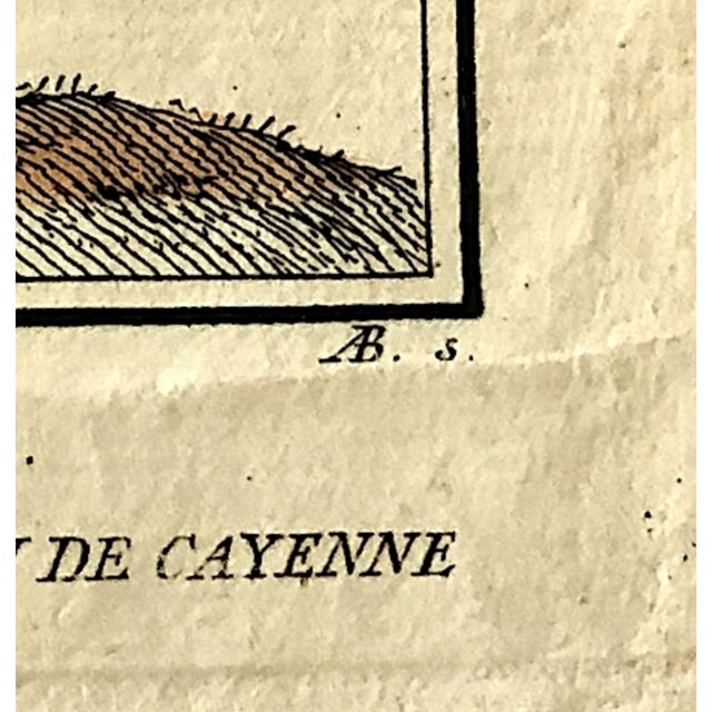 18th-Century Pair of French Hand-Colored Copperplate Engravings of Exotic Birds, by François-Nicolas Martinet For Sale - Image 16 of 18