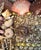 Seashell Encrusted Fireplace Surround and Mantel For Sale - Image 17 of 18